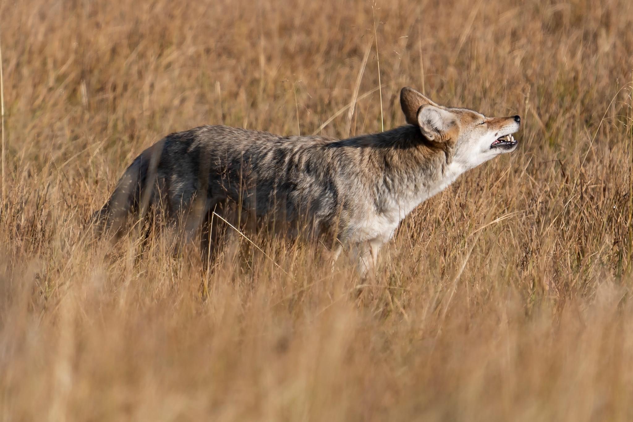 Hundreds of species of #mammals, #birds, #fish, #reptiles, and #amphibians have been documented, including several that are either endangered or threatened.