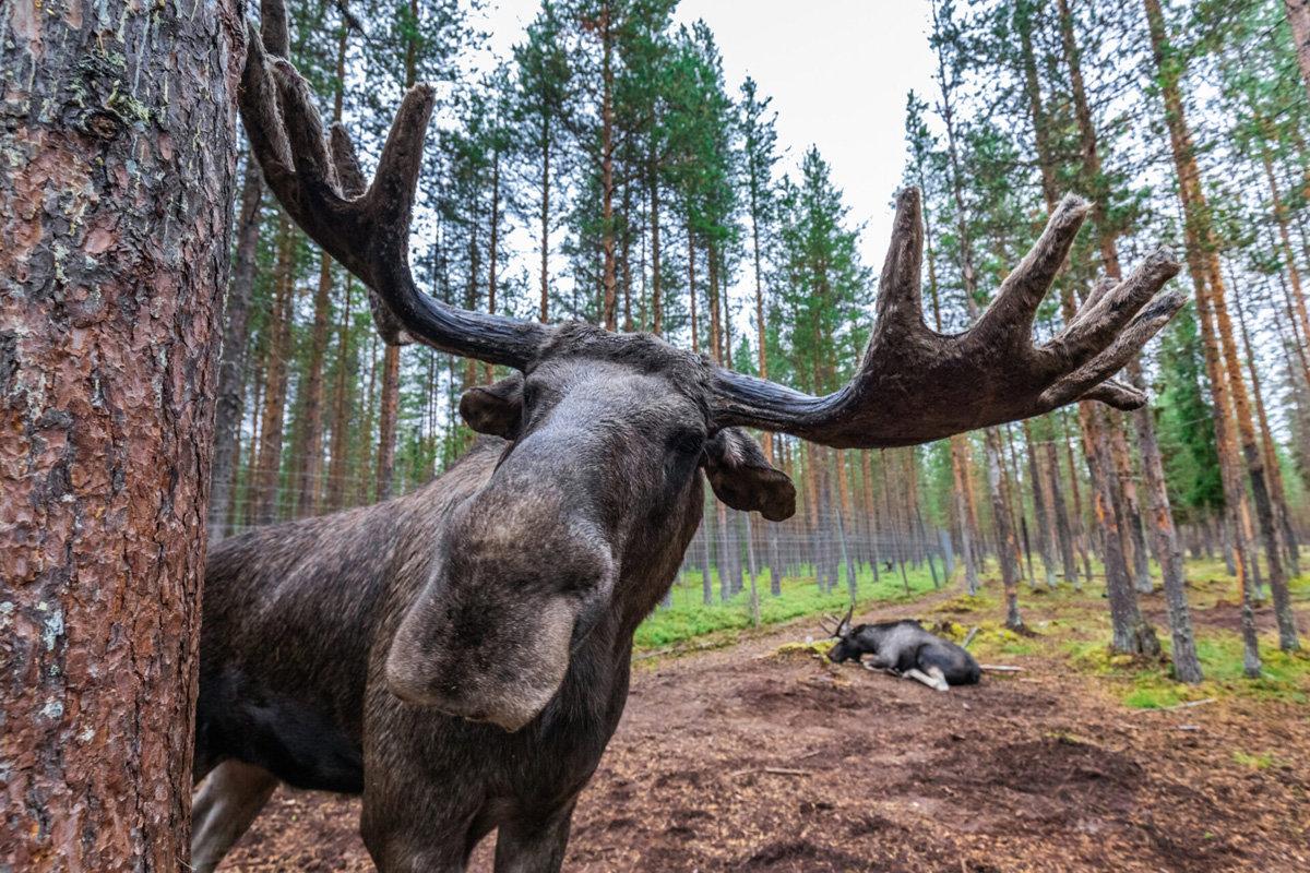 Elg er en slægt af artiodactyl pattedyr, de største repræsentanter for hjortefamilien.