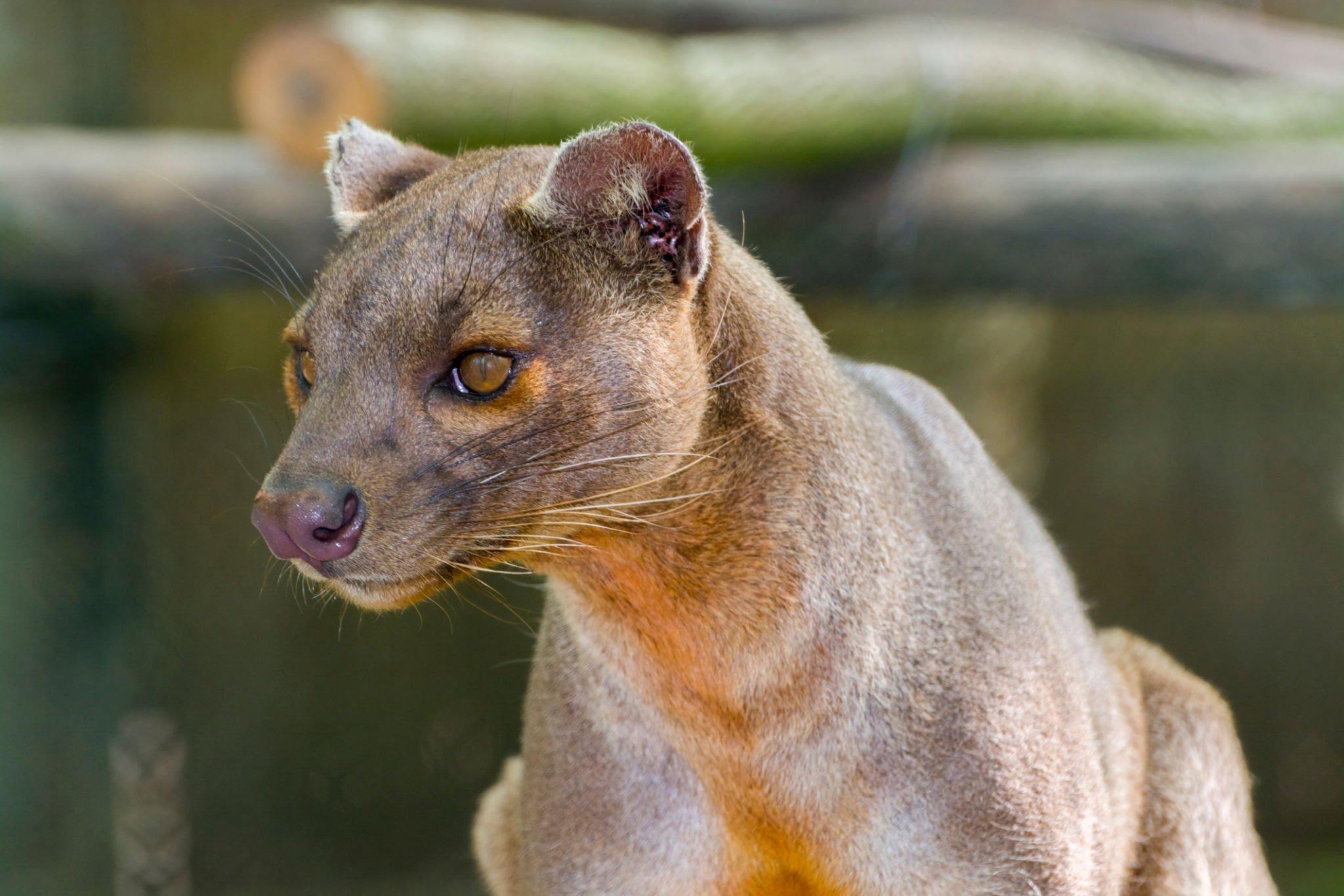 Fossa er et rovpattedyr fra den madagaskiske civetfamilie.