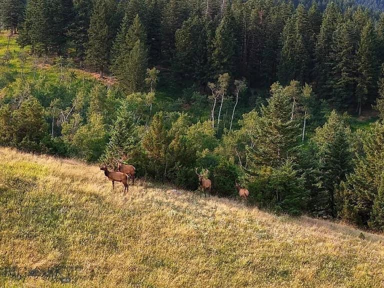7980 Walker Rd, Bozeman, MT 59715