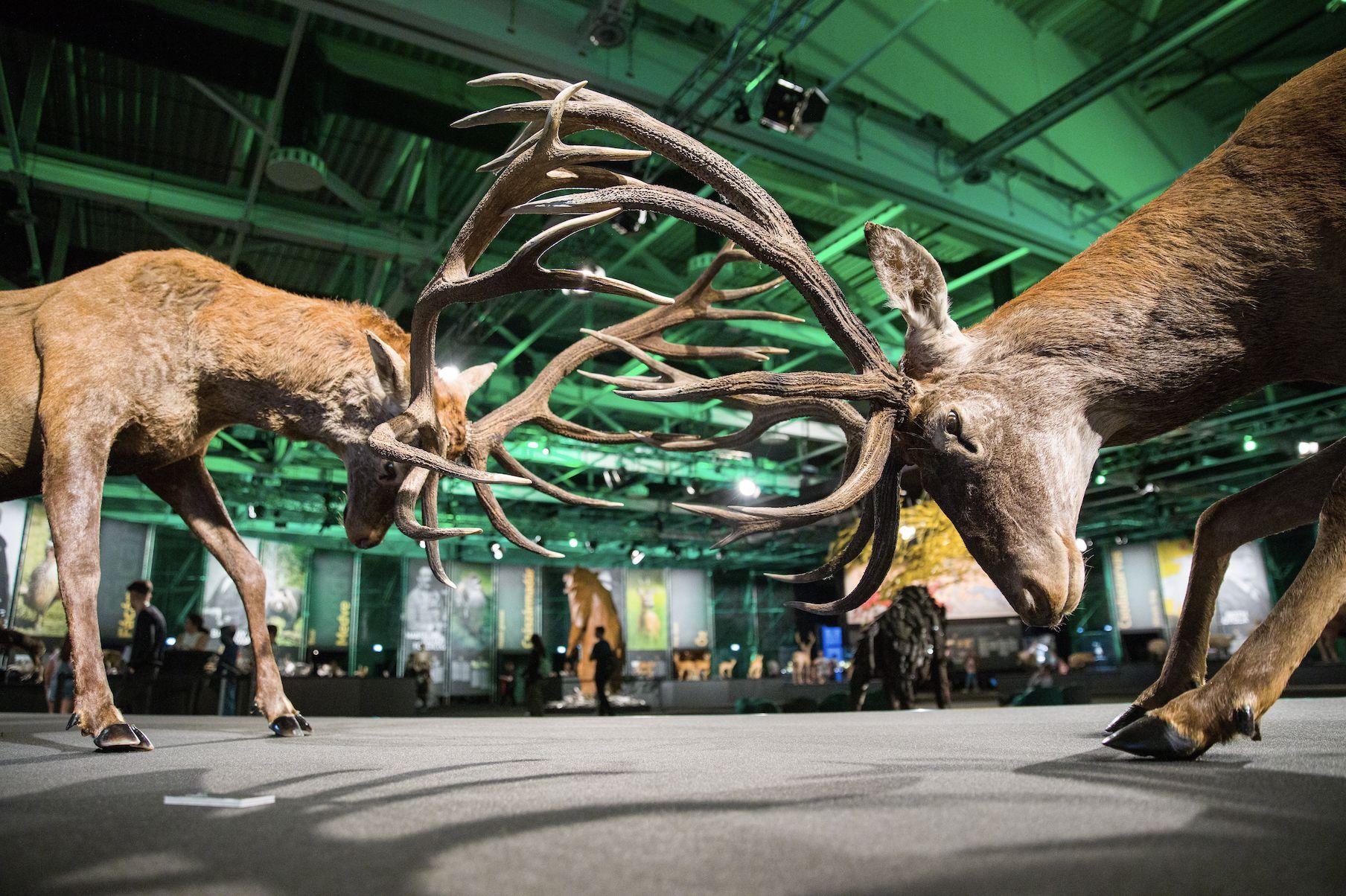 2022 – INTERNATIONAL HUNTING SHOWS