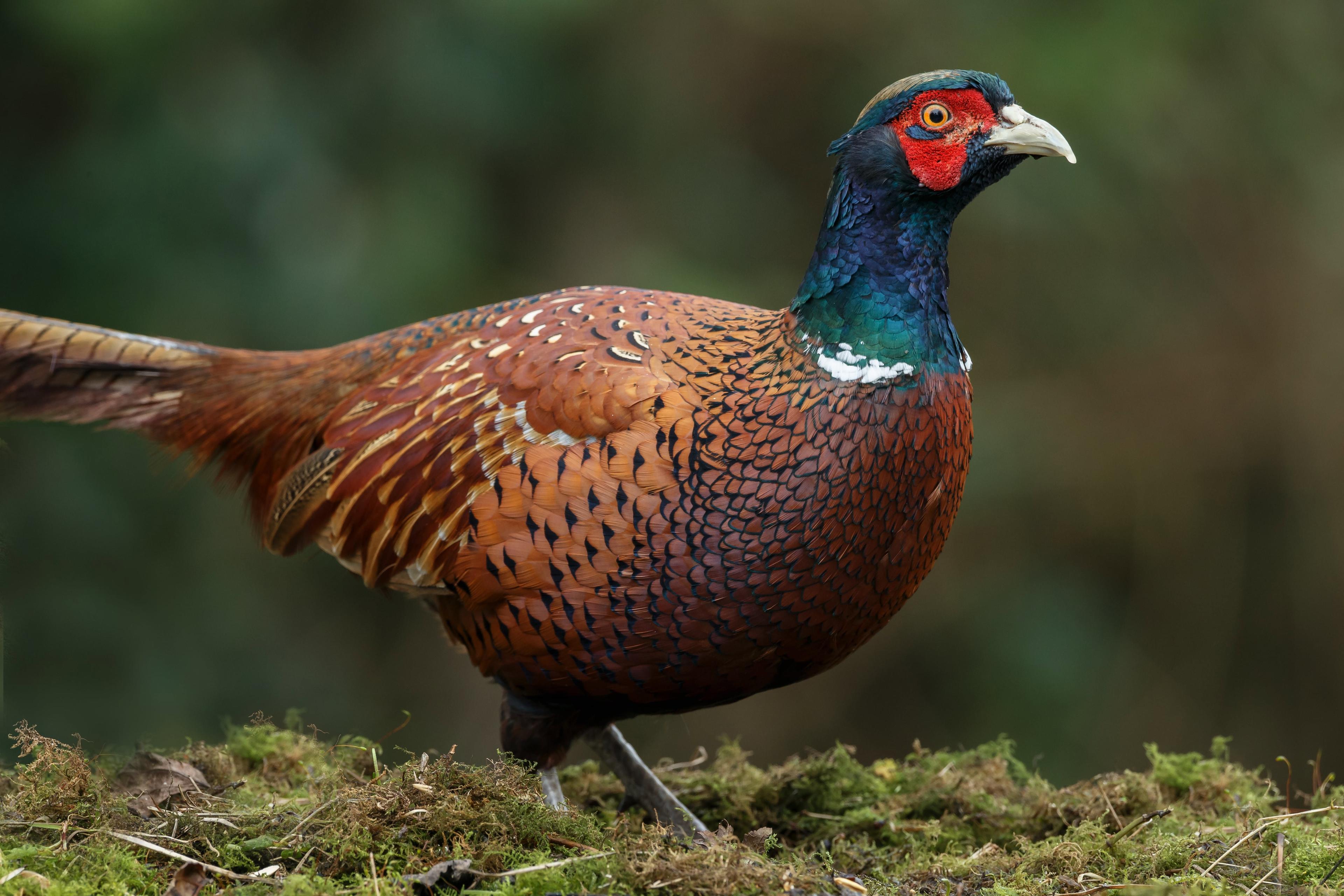 Where to find pheasants