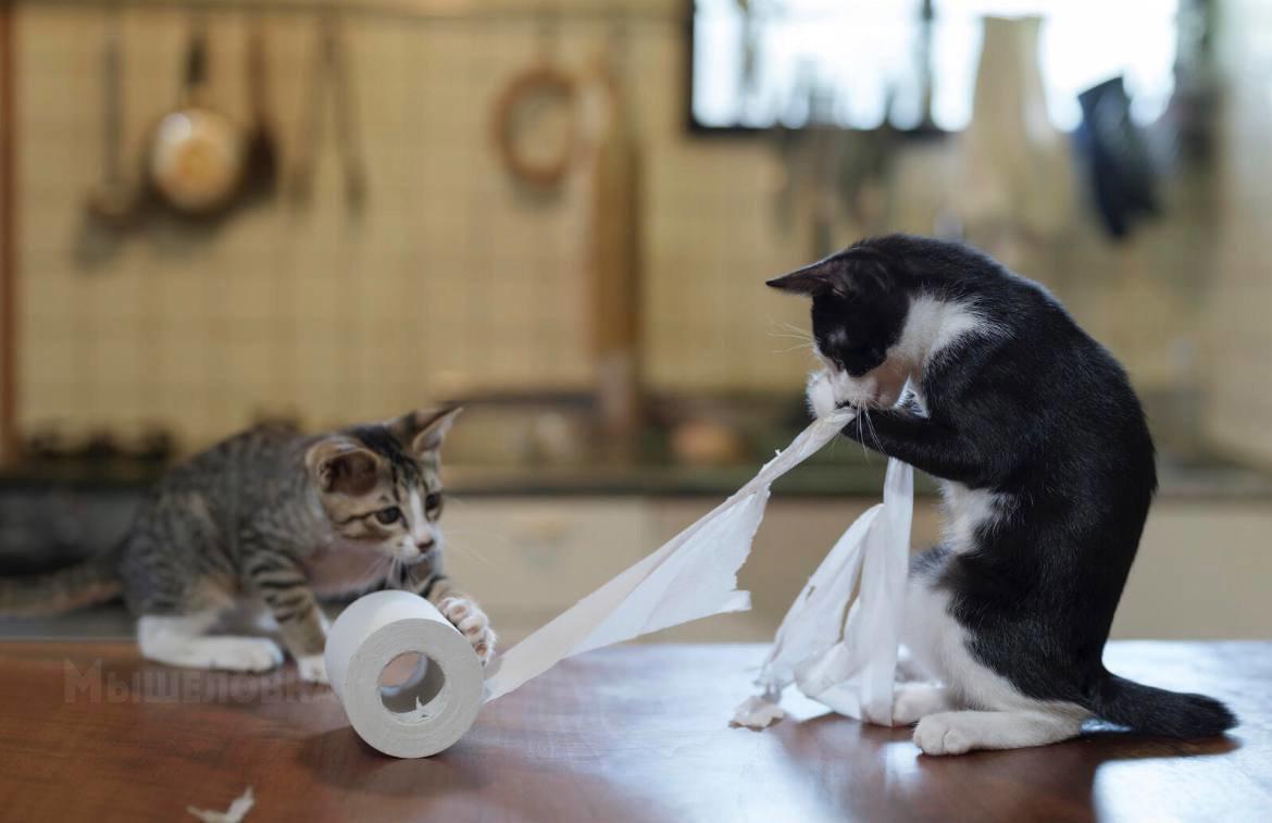 Финалисты конкурса Comedy Pet Photo Award