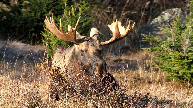 Bowhunter injured by angry moose