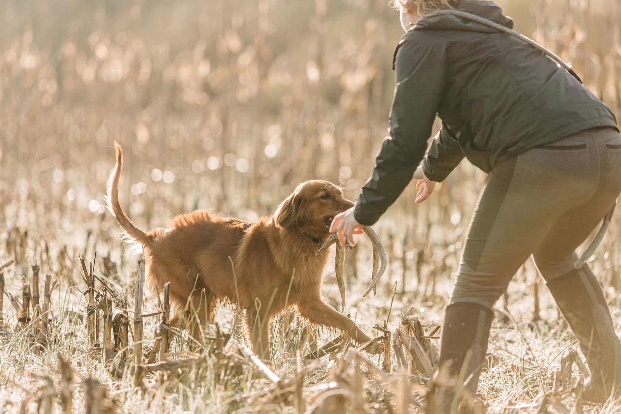 Hunting Retriever Event: Luther Marsh, Ontario