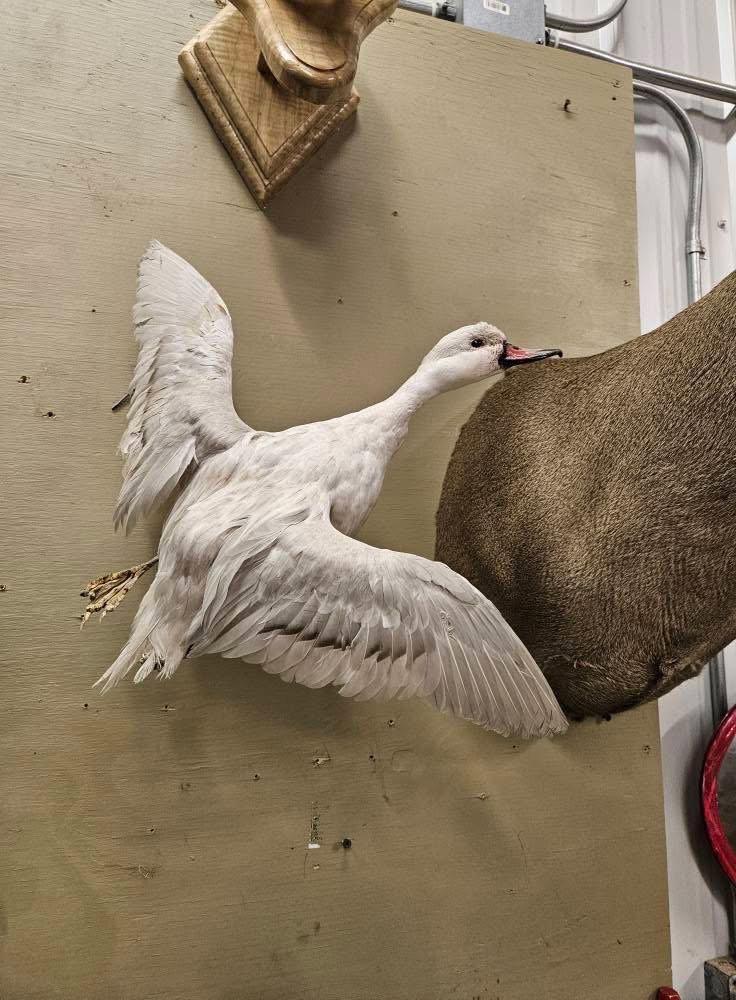 I have some farm raised bird mounts for sale.