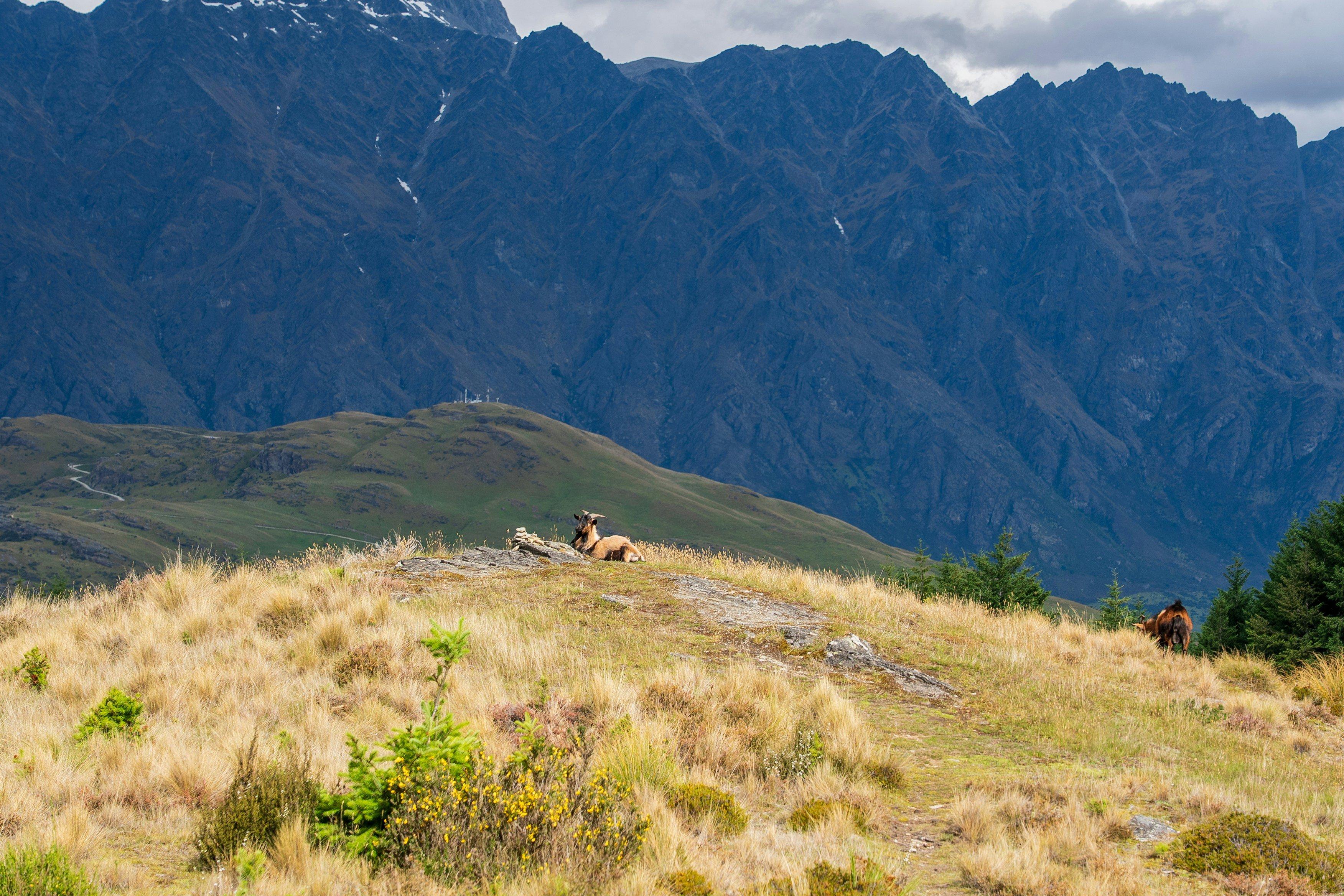 Explore Tasman hunting regions: a blend of beauty and adventure, seasonal hunting schedules and hunter demographics
