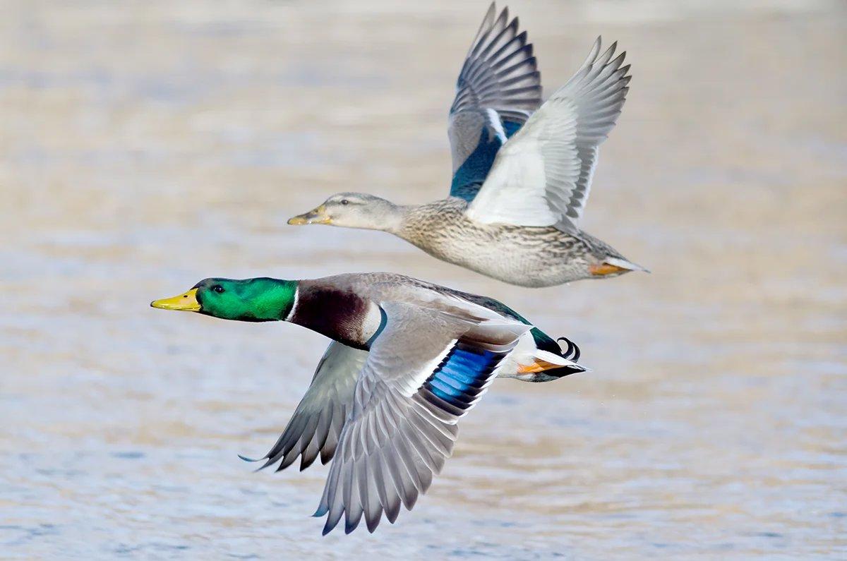 New state-issued park permit limits hunting opportunities at New York nature preserve
