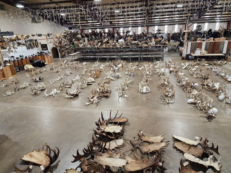 We DEFINITELY have our work cut out for us for the Friday  antler auction  day 2 of this huge 3 day auction in Maquoketa Iowa October 12-14 attended in person or bid online