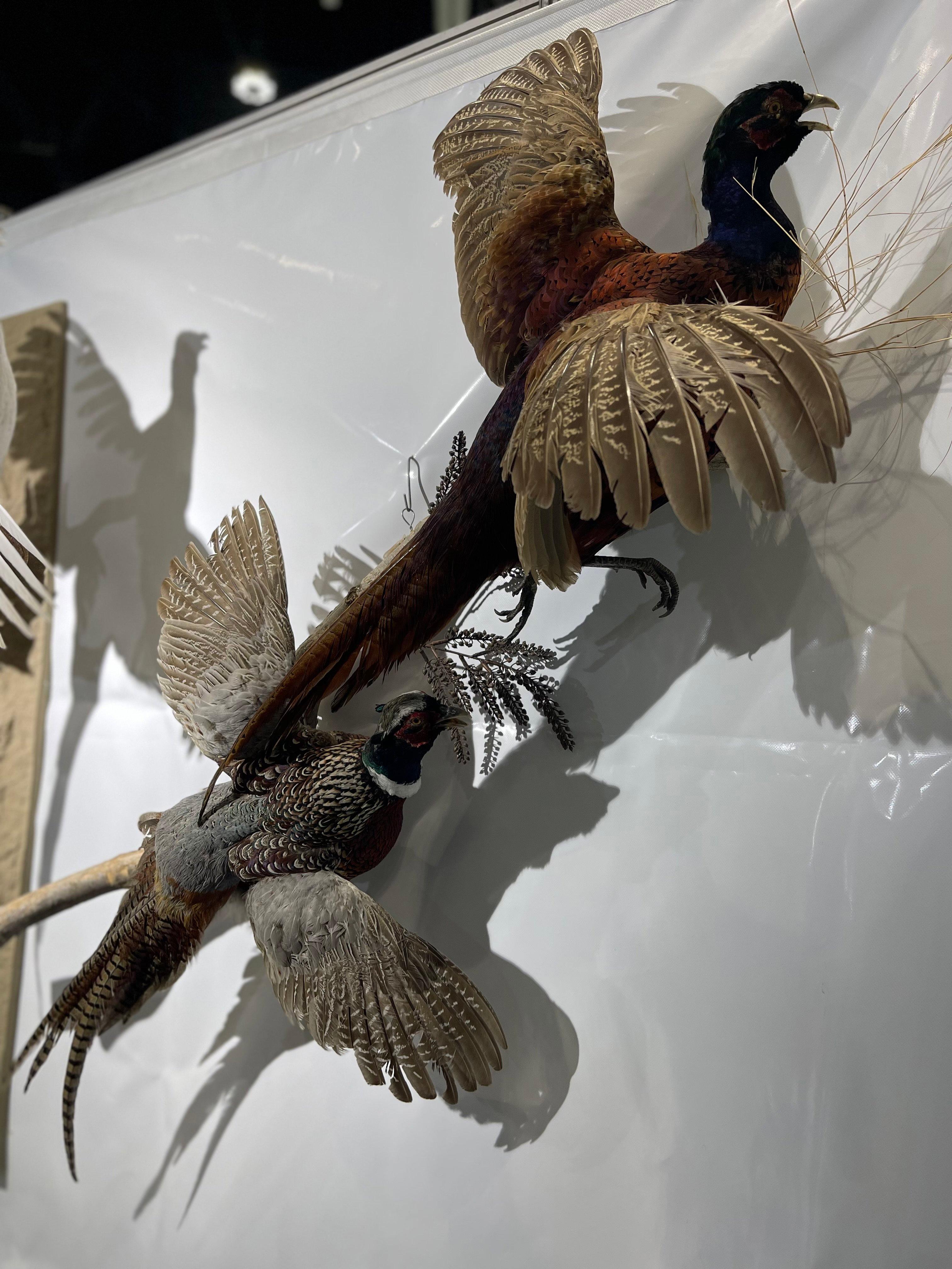 Taxidermy, the intricate art of preserving animal specimens, has long captivated the hearts of hunters and nature enthusiasts alike.