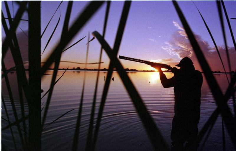 Fury as Victoria moves not to ban duck hunting despite inquiry recommendation