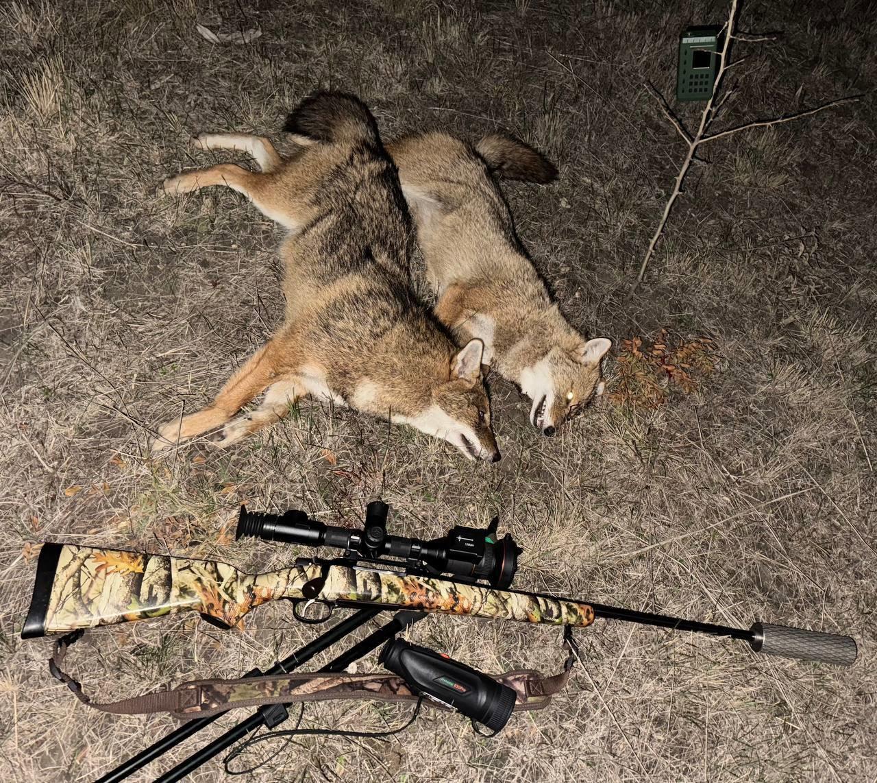 Successful jackal hunt in Stavropol Krai