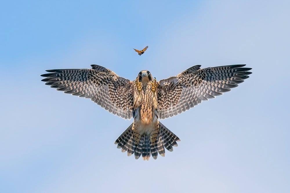 🐦: The winners of the world competition "Bird Photographer of the Year 2024" have been announced.