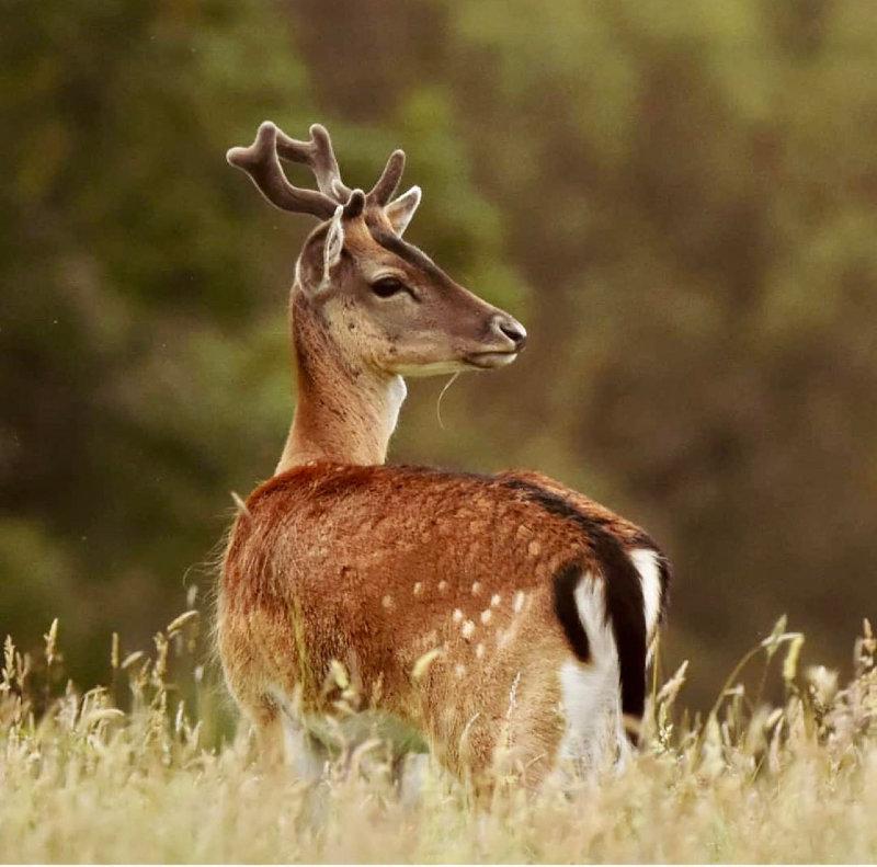 A County Sligo Fallow Buck with growing antlers 