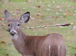 In some places, hunting has evolved into a sport with competitions based on marksmanship, tracking, and endurance.