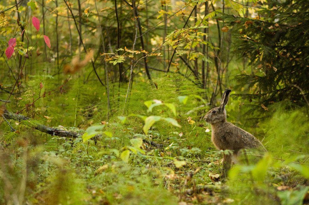 After deer season closes, rabbit hunting offers up an exciting pastime in the winter months.