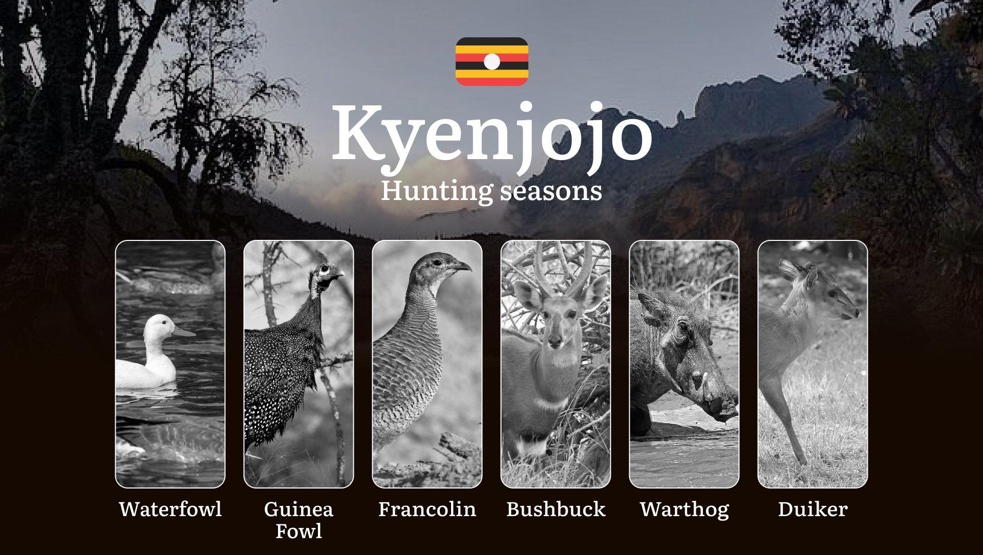 Kyenjojo: Hunting Activity Periods, Protected Species and Seasonal Restrictions, Obtaining a License, Penalties That Affect Your Hunt, Expert Advice, Timing, Equipment