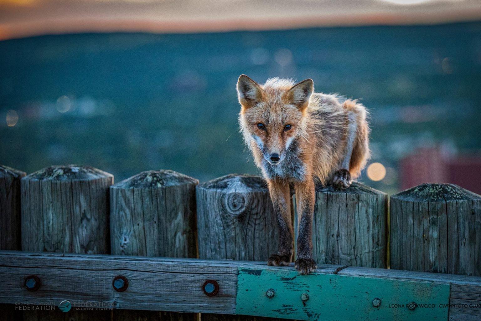 Winners of the 2024 Reflections of Nature Photo Contest.