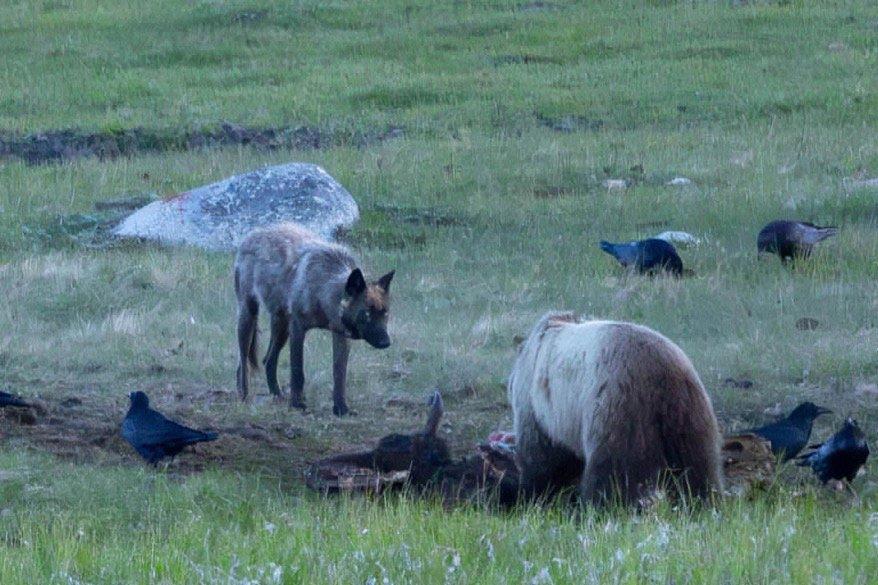 Wolf charges Bear, then Bear charges the Wolf.