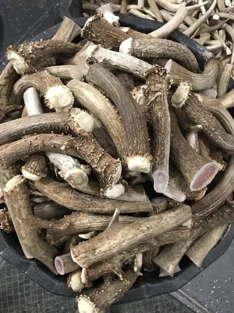 Antlers are extensions of an animal's skull found in members of the Cervidae (deer) family.