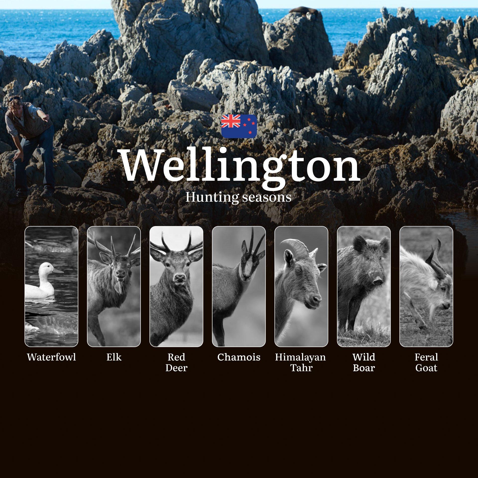 WELLINGTON: Hunting Seasons, Rules, and Best Times for Game, Hunting Events and Competitions, Restrictions and Prohibited Activities