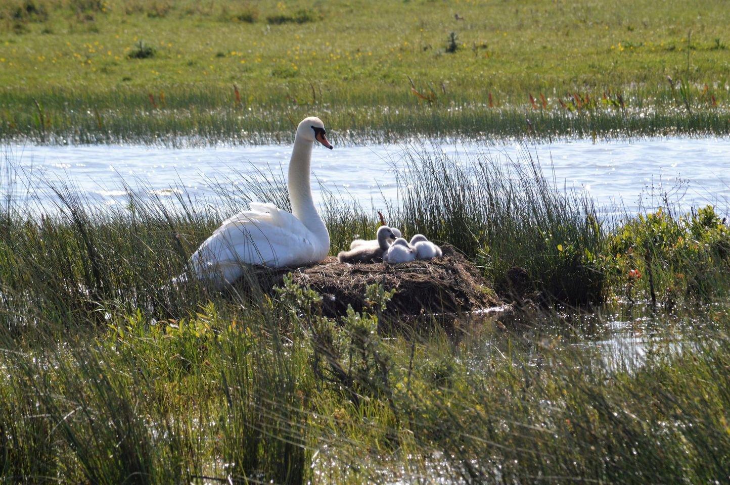 Après 40 jours de couvaison, les cygneaux sont nés 🥰 Maman surveille...