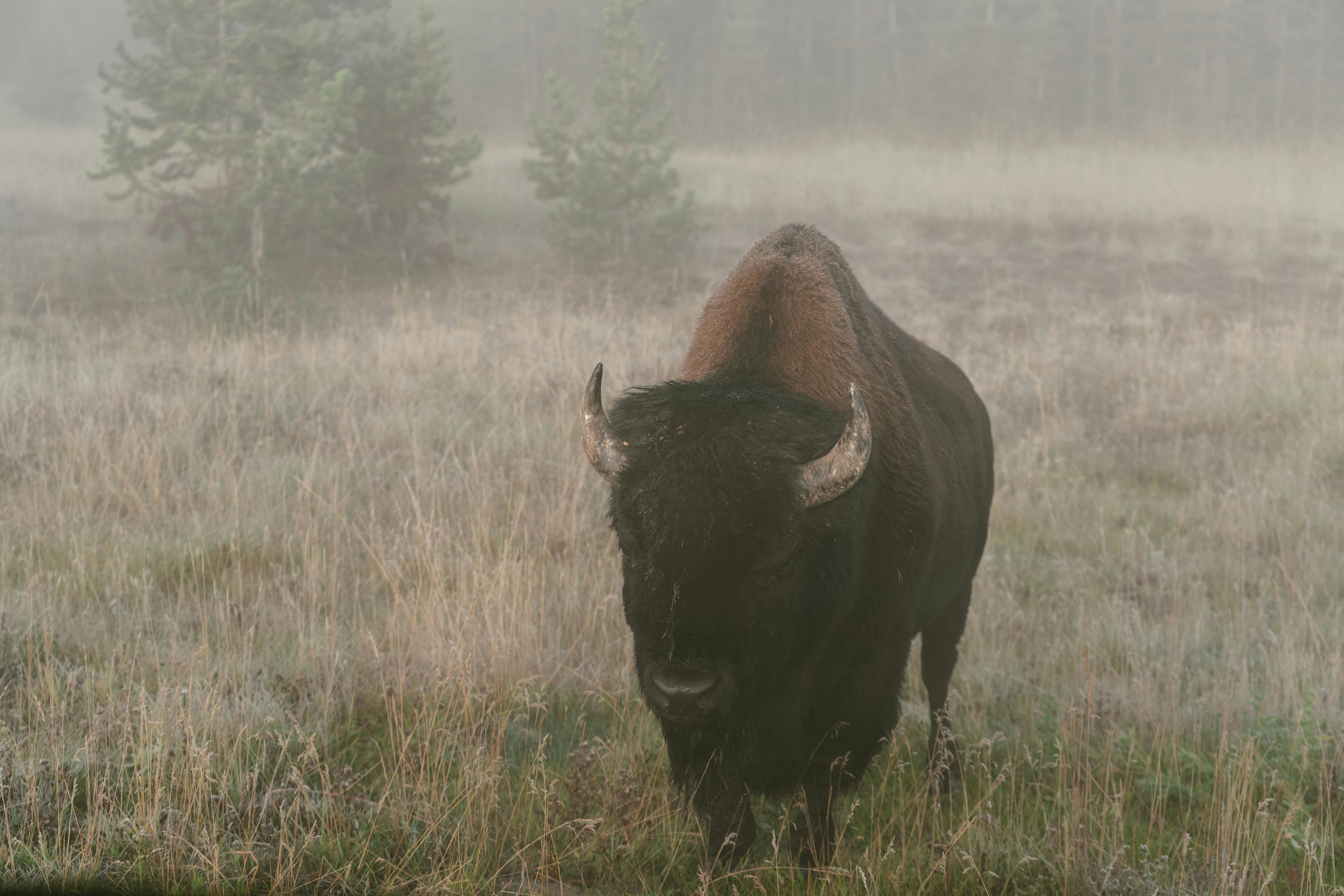 BLM Land Hunting Rules: What You Need to Know Before You Go: Know more about Traditions, Laws, Clubs and Community