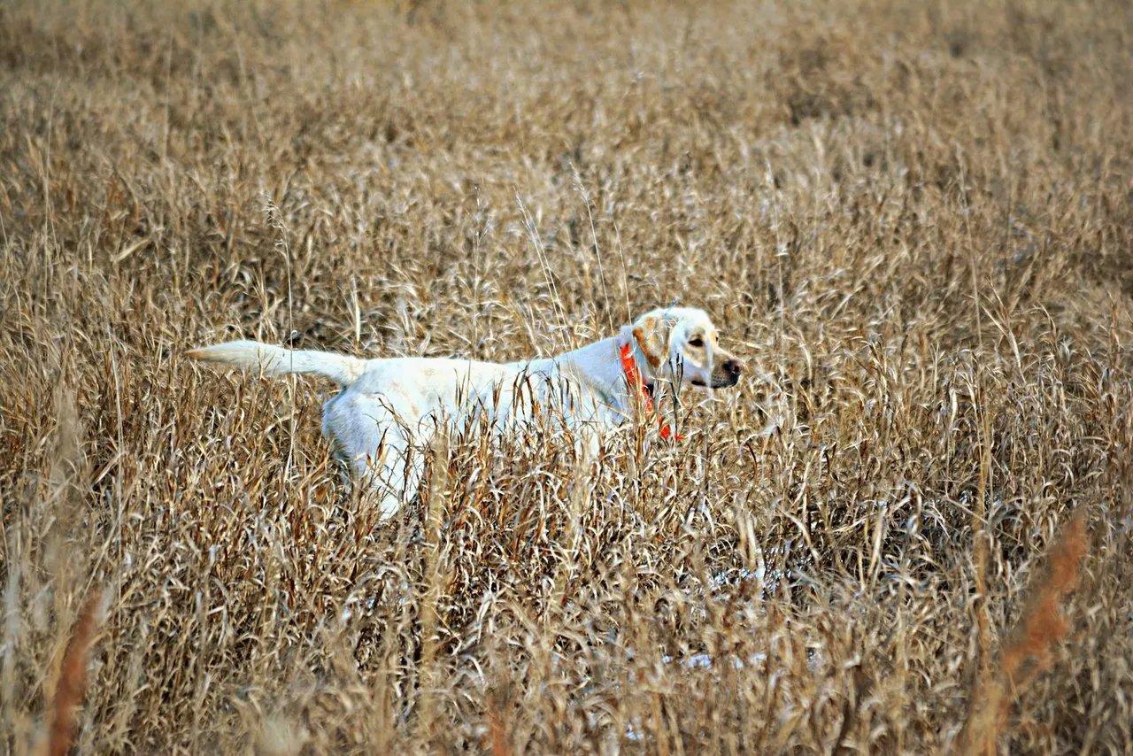 Whether you’re trekking through dense forests or navigating open fields, having a reliable hunting companion by your side makes all the difference.