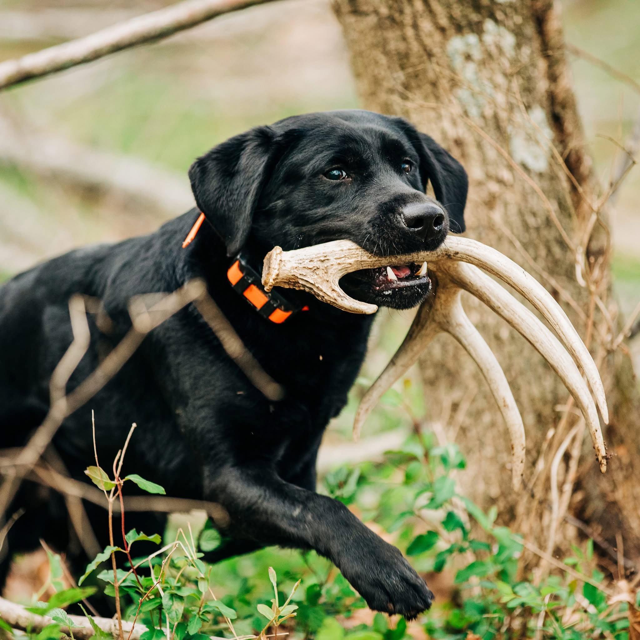 Hunting Retriever Event: Luther Marsh, Ontario