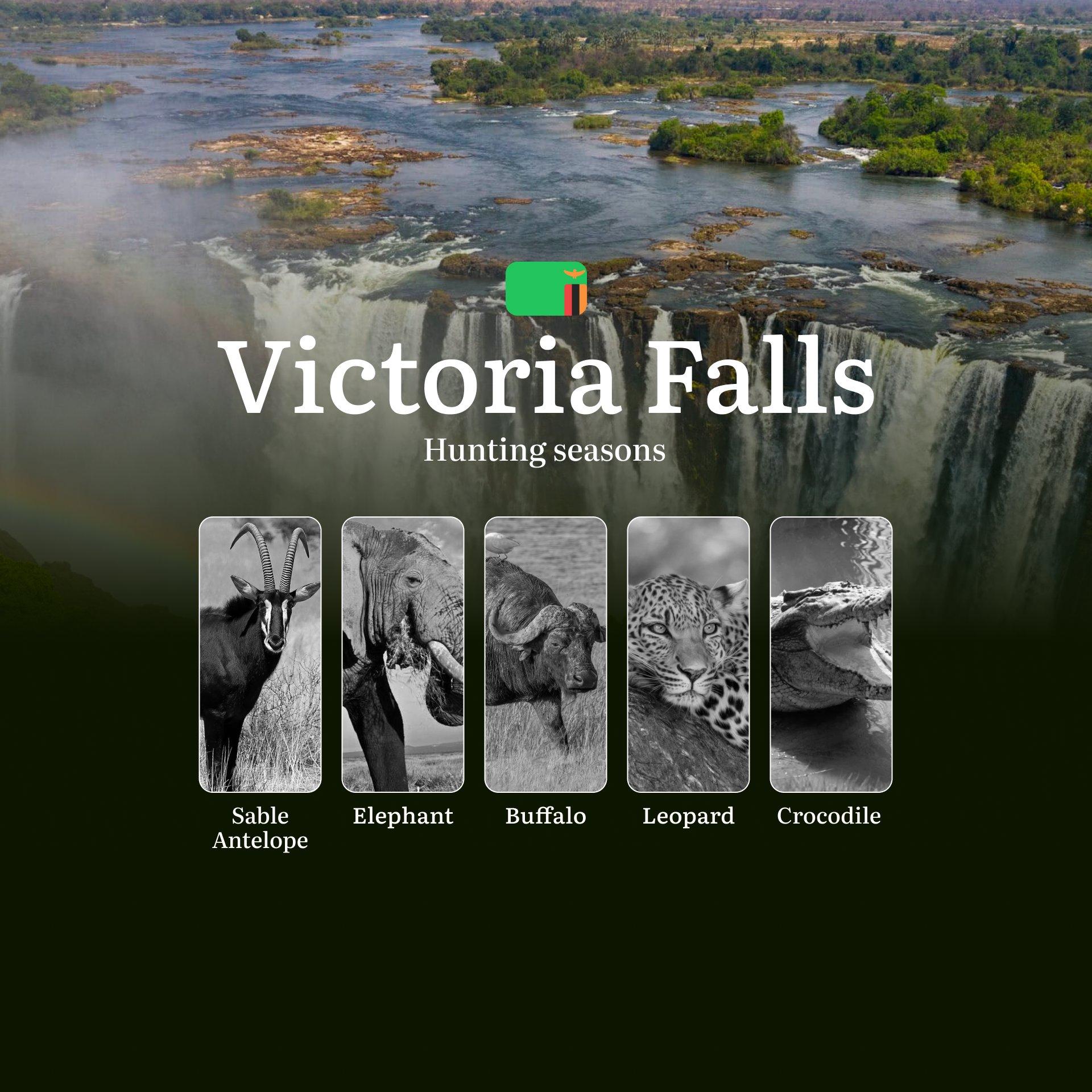 Where the Smoke That Thunders Roars: Victoria Falls' Premier Hunting Seasons for Africa's Elite Trophies