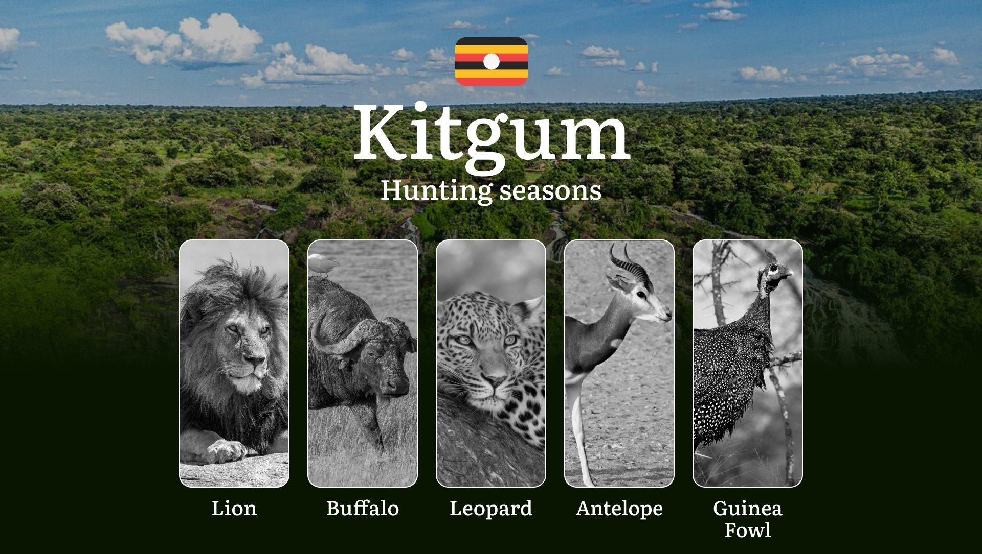 Kitgum: Designated Hunting Periods, Legal Limits and Seasonal Restrictions, Licensing Rules, Penalties for Violations, Planning, Timing, and Gear