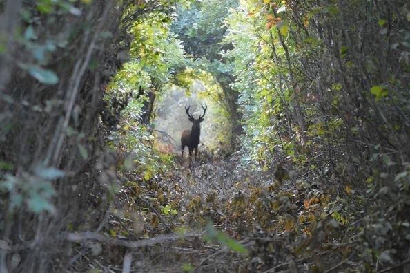 cerf pris en photo juste après le brame fin octobre 2023 Eure et loir