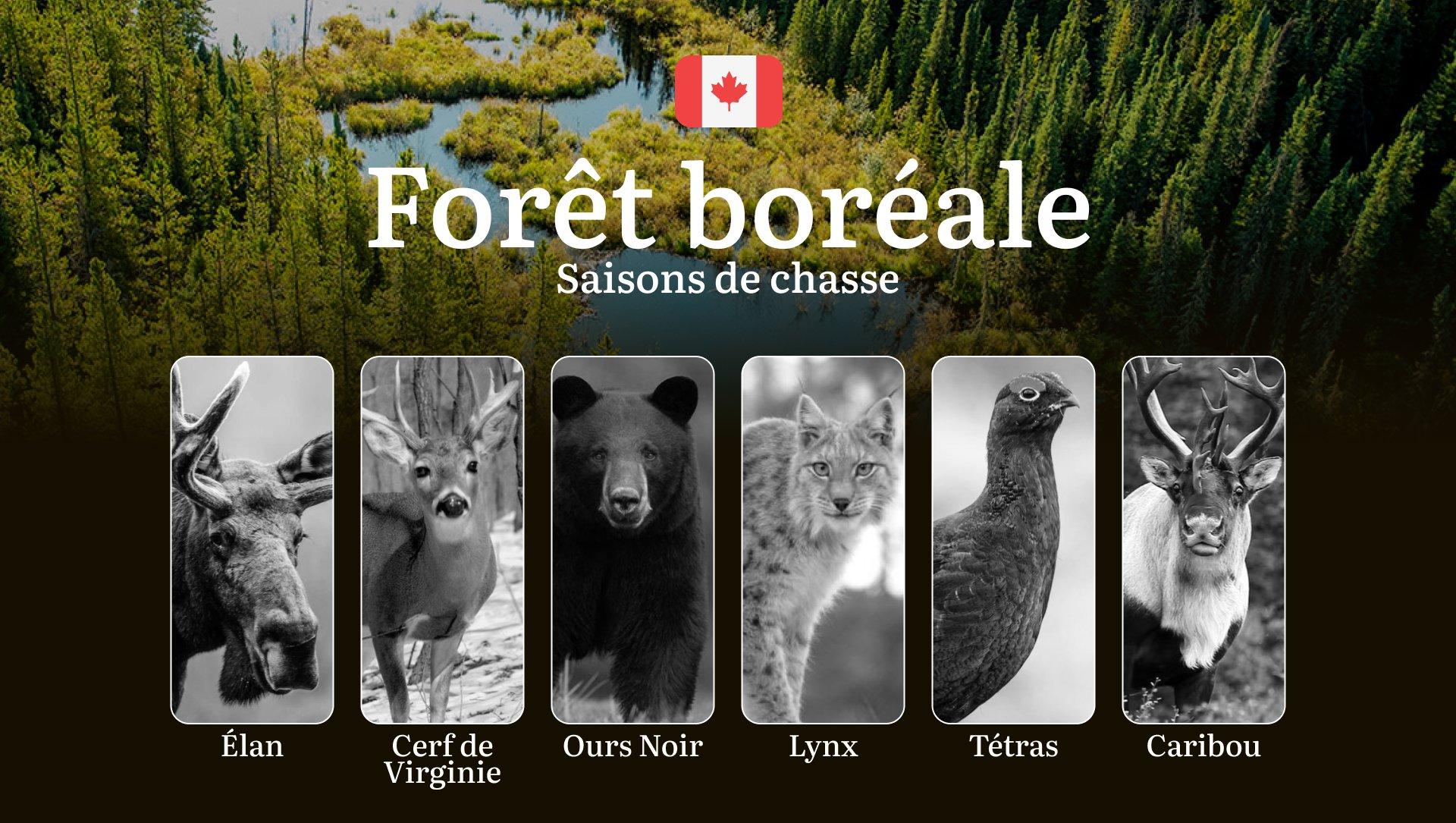 Saison de chasse dans la FORÊT BORÉALE (Canada): Dates Clés, Réglementations Essentielles et Conseils Pratiques 