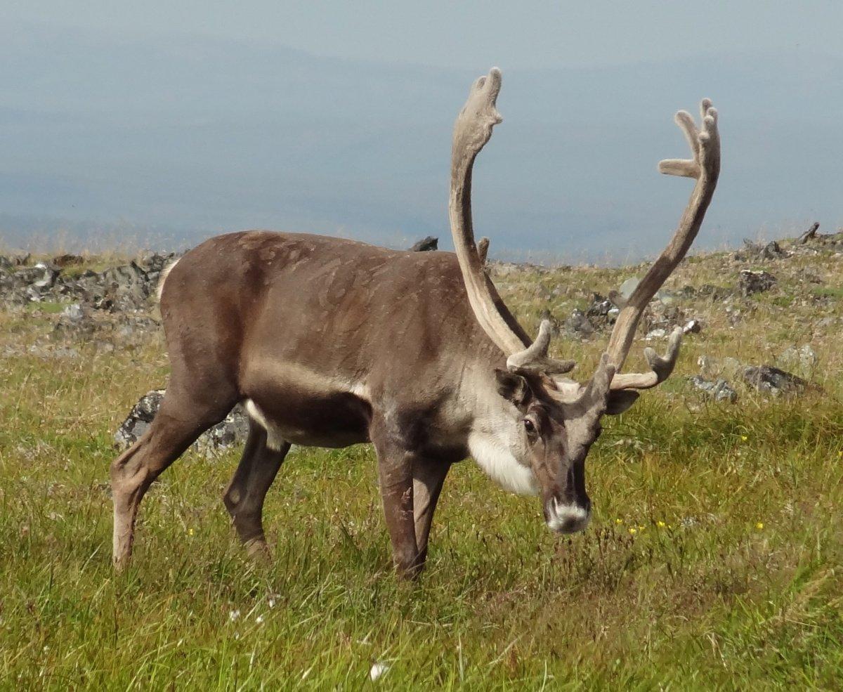 Alaska offers a variety of hunting opportunities, many of them world class.