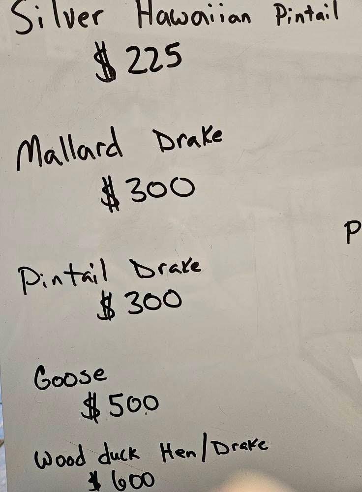 I have some farm raised bird mounts for sale.