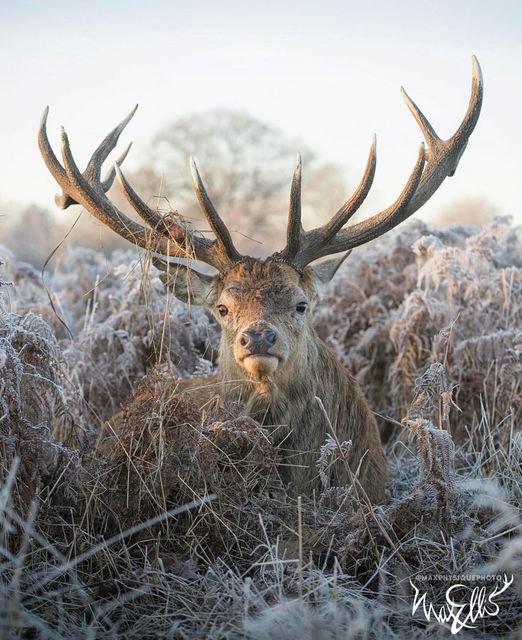 A master Red stag on a frosty sunrise during the current cold weather