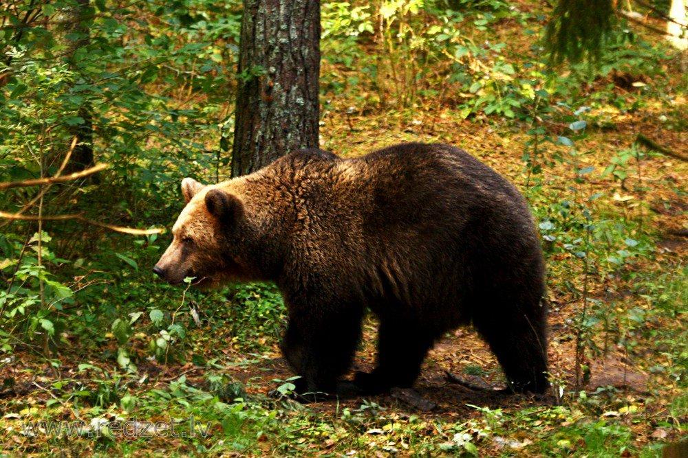 Brūnais lācis - senāk Latvijā bija visai bieži sastopams dzīvnieks.