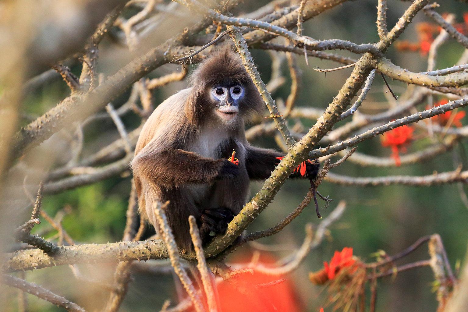 When it rains, it pours: Bangladesh wildlife trade booms during monsoon