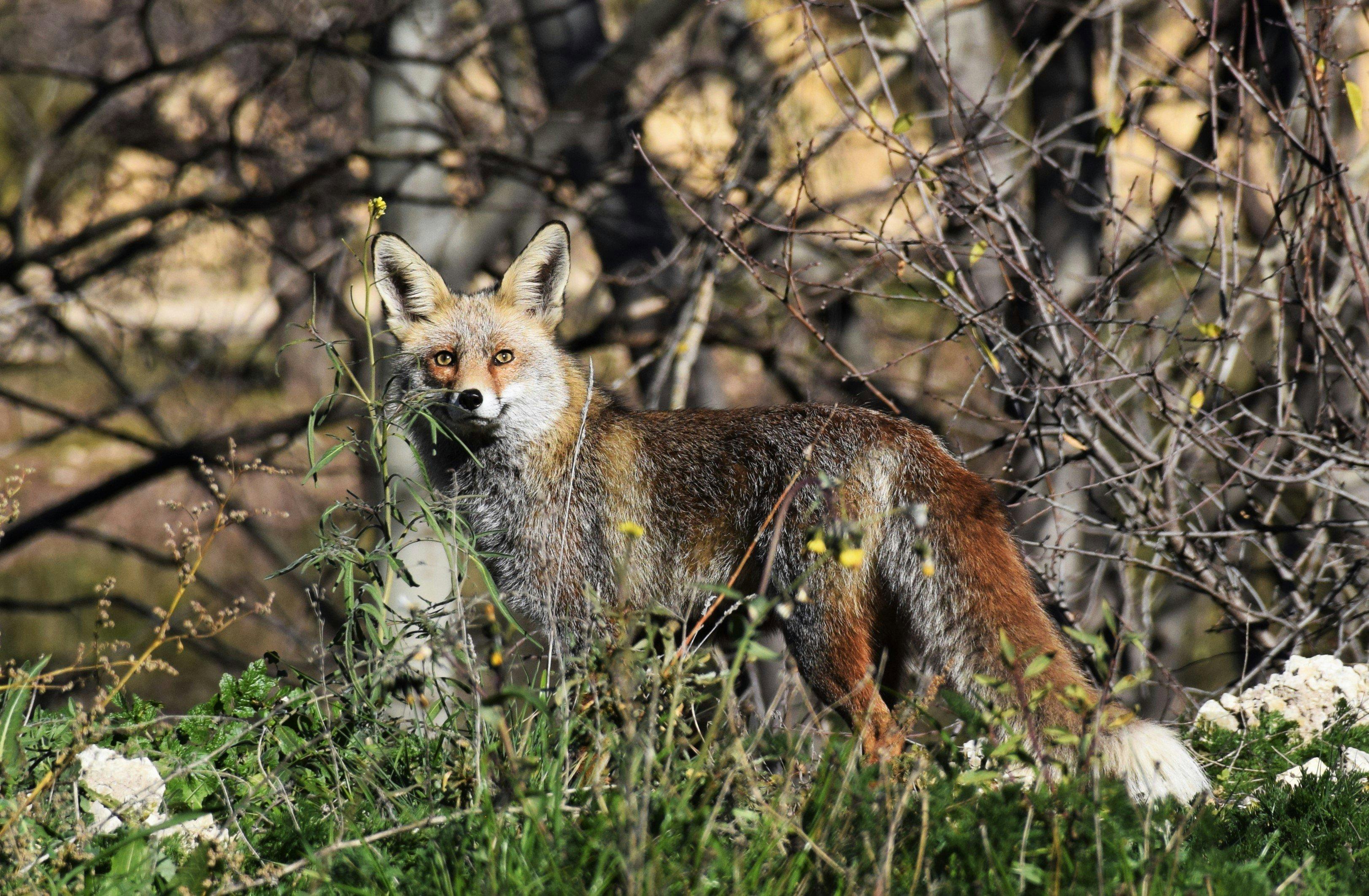 Caza en Soria: Destino Natural para Cazadores en Busca de Tranquilidad, Terreno Virgen y Abundante Fauna Silvestre