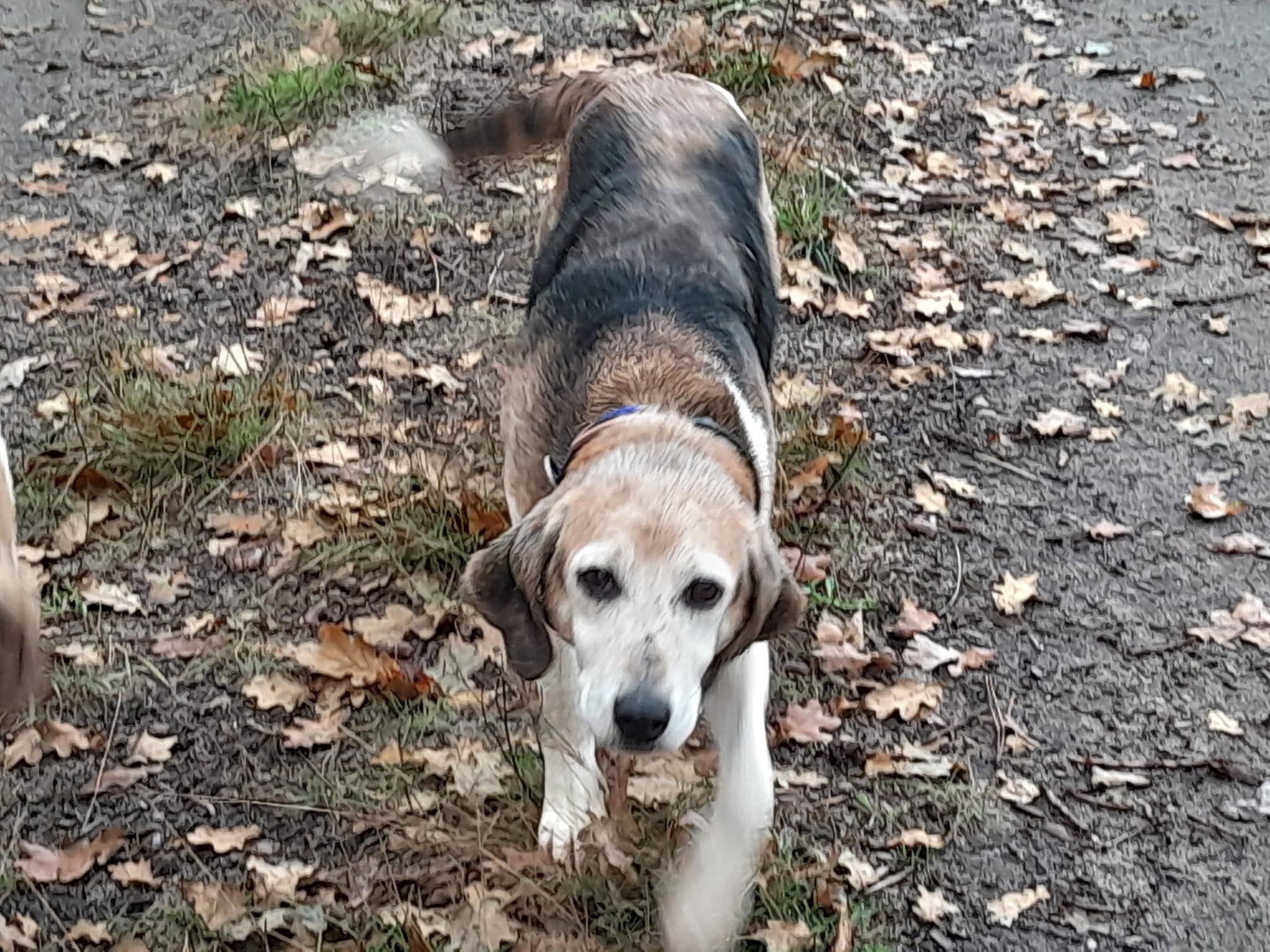 Bonjour ces 2 petites pepettes croisé beagle anglo cherchent une derniere famille pour encore quelques belles chasse et des caressent et calins leurs maitre es décédé elles sont encore en forme et capable de chassé elles lance et méne sans probléme surtout au chevreuil mais peuvent convenir pour chasser le tout venant.sociable elles s entendent avec tous le monde.