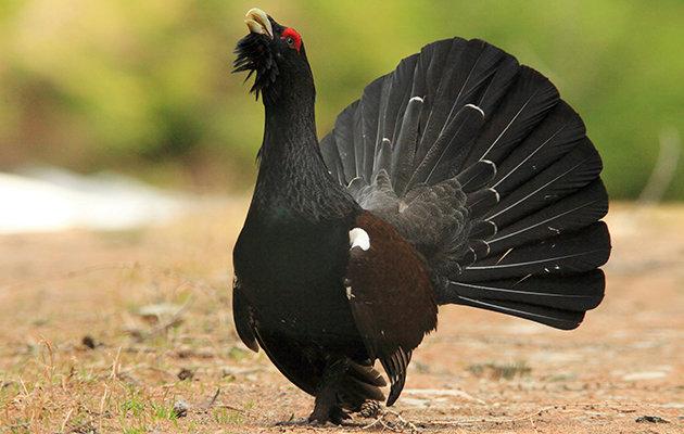 Capercaillies need a habitat of tall, sparse forests with a rich food supply of berries and anthills.