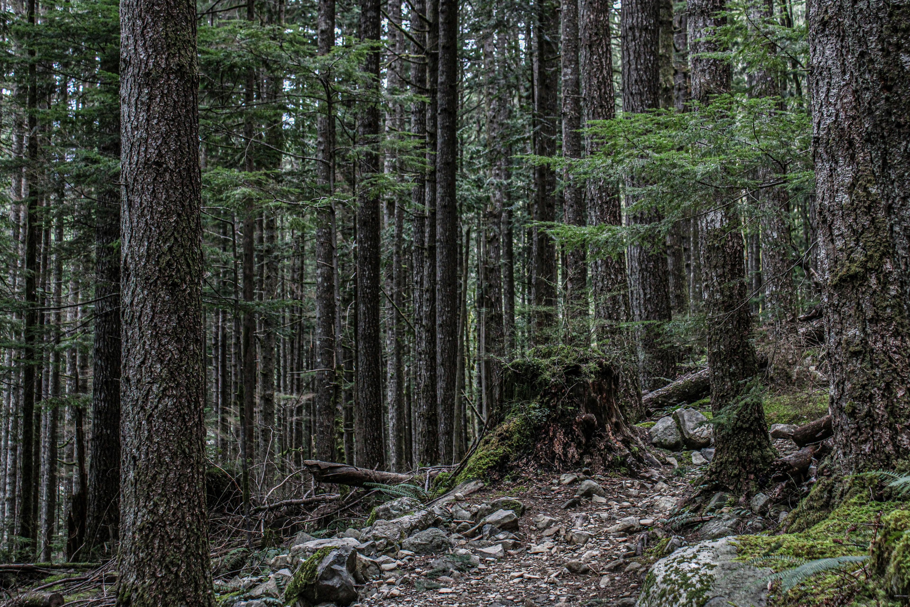 La chasse en FORÊT ANCIENNE au Canada : Saisons de chasse, traditions ancestrales et écosystèmes uniques