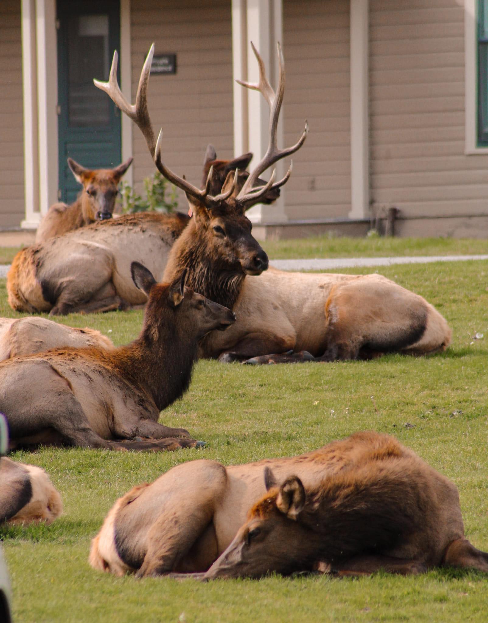 Honeymoon in Yellowstone