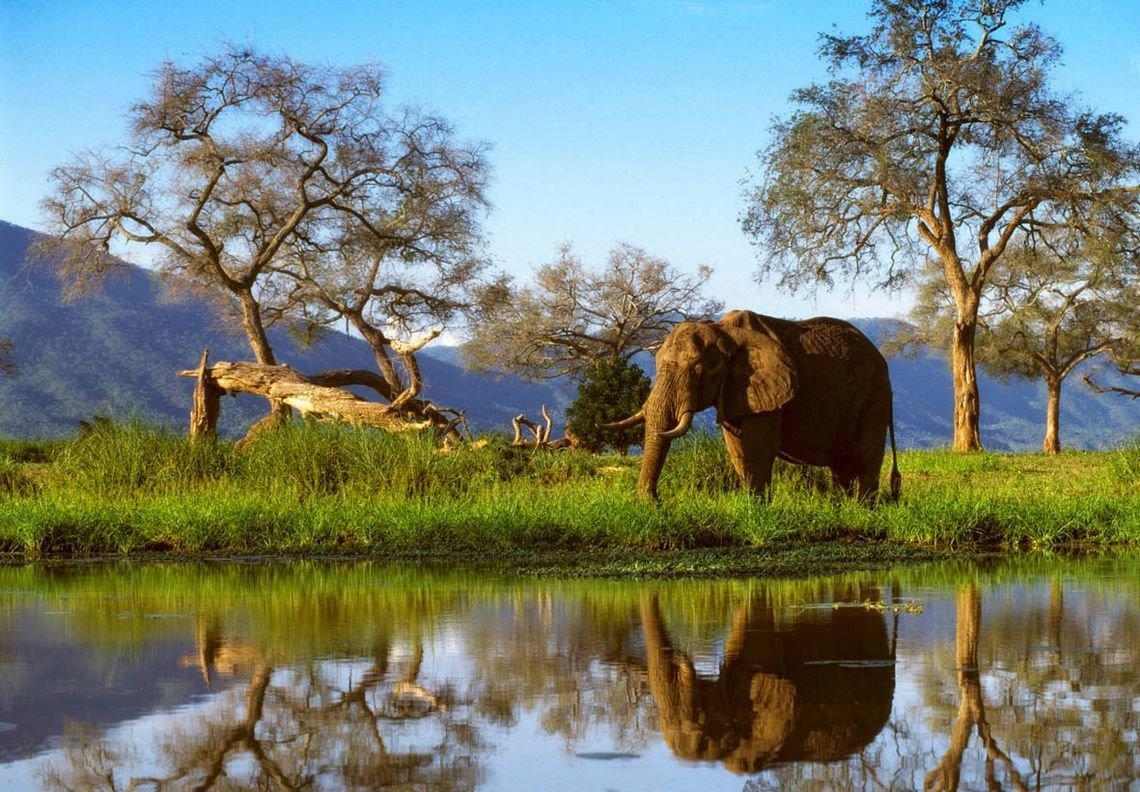 🐘