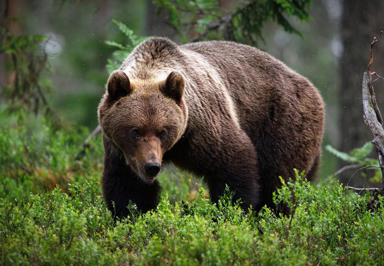 Bear hunting is the act of hunting bears.