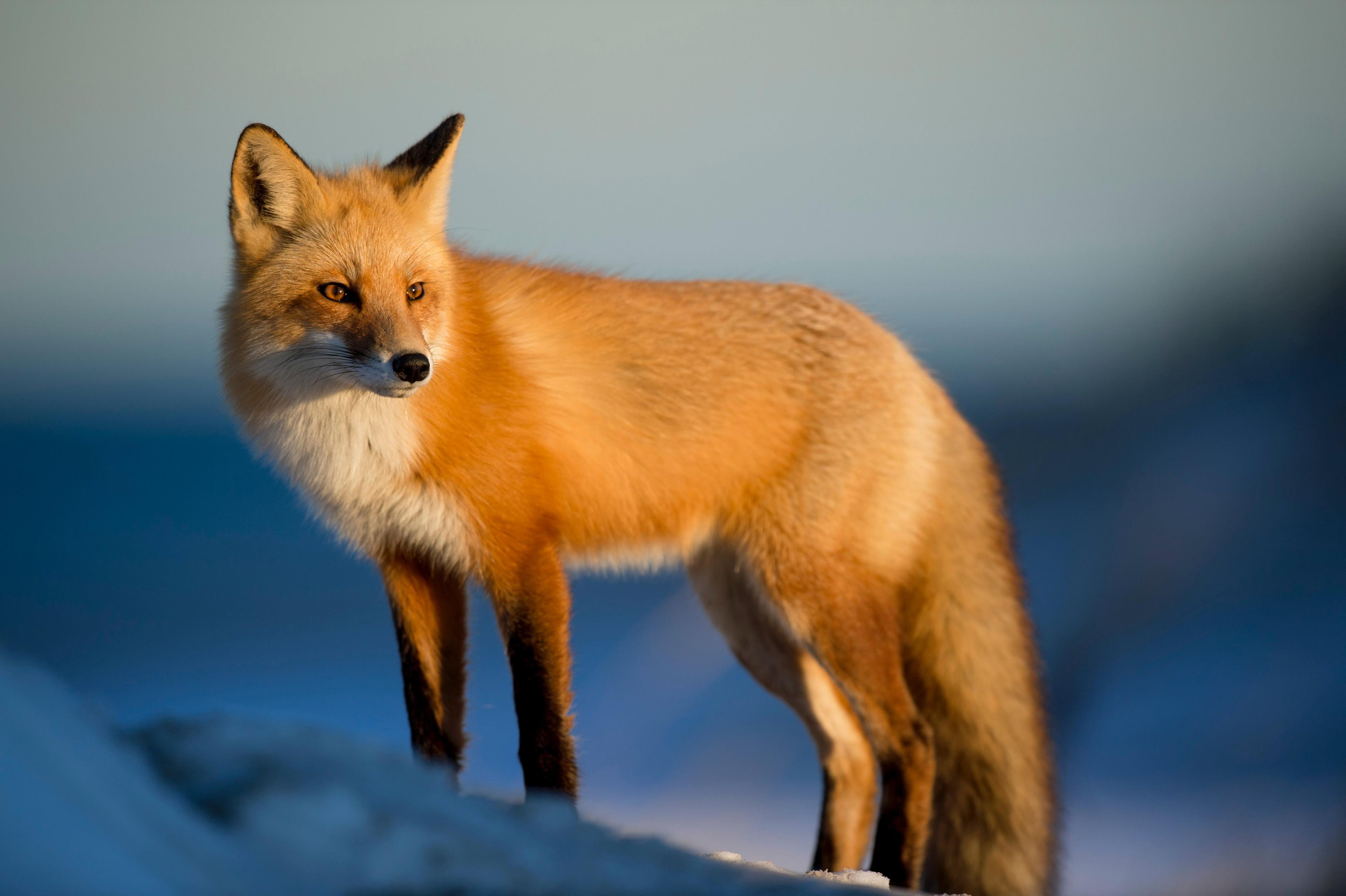 Foxes are small to medium-sized, omnivorous mammals belonging to several genera of the family Canidae.