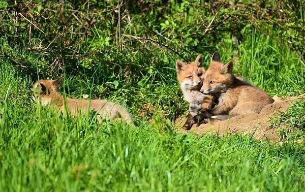 Quelques photos des loulous au soleil 🦊☀️💤
