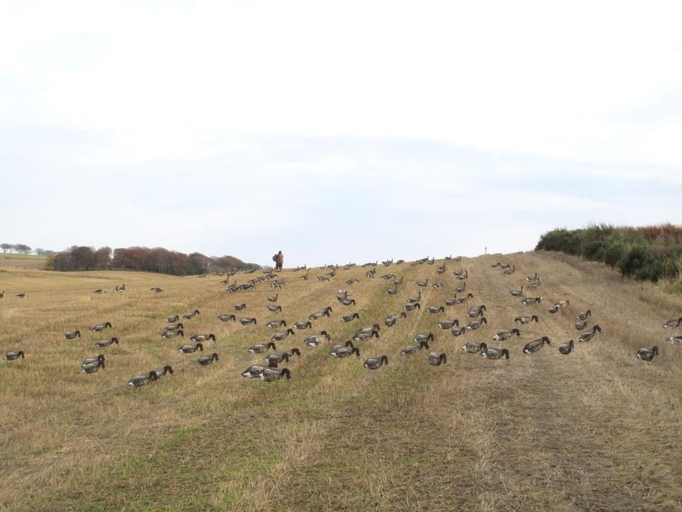 Goose shooting 