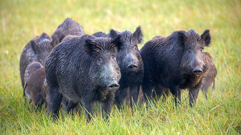 The issue of feral pigs in California