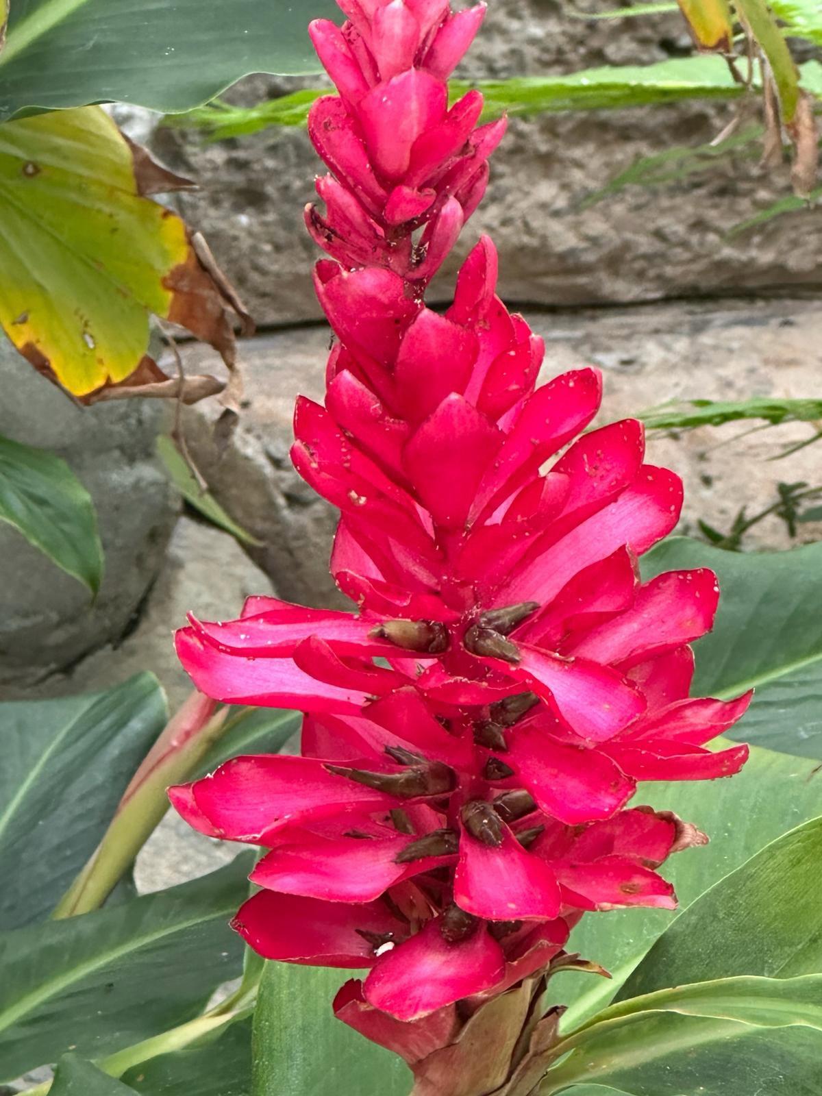 What an exotic flowers 😯